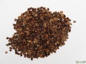 亳州輝睿中藥科技 中成藥供應的卓越品質與創新服務